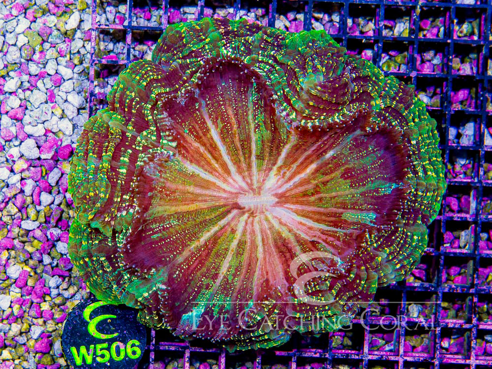 Indo Acanthophyllia Jumbo - Disc W506