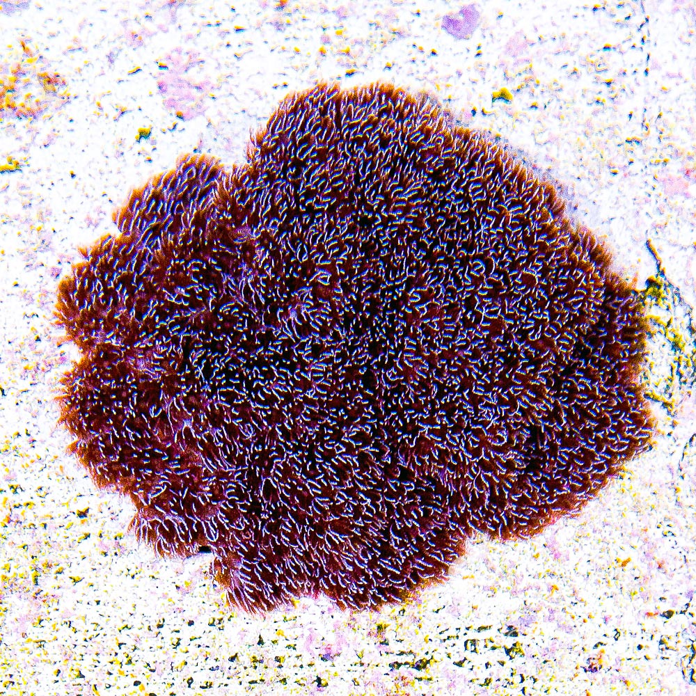 ECC Cookies & Cream Cauliflower Coral Big Frag