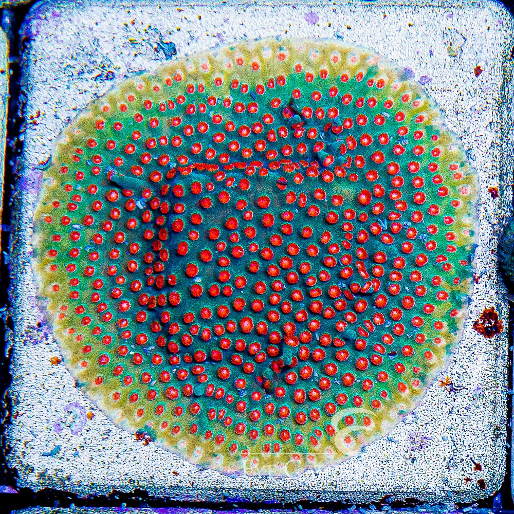 ECC Molten Meteor Cyphastrea Frag