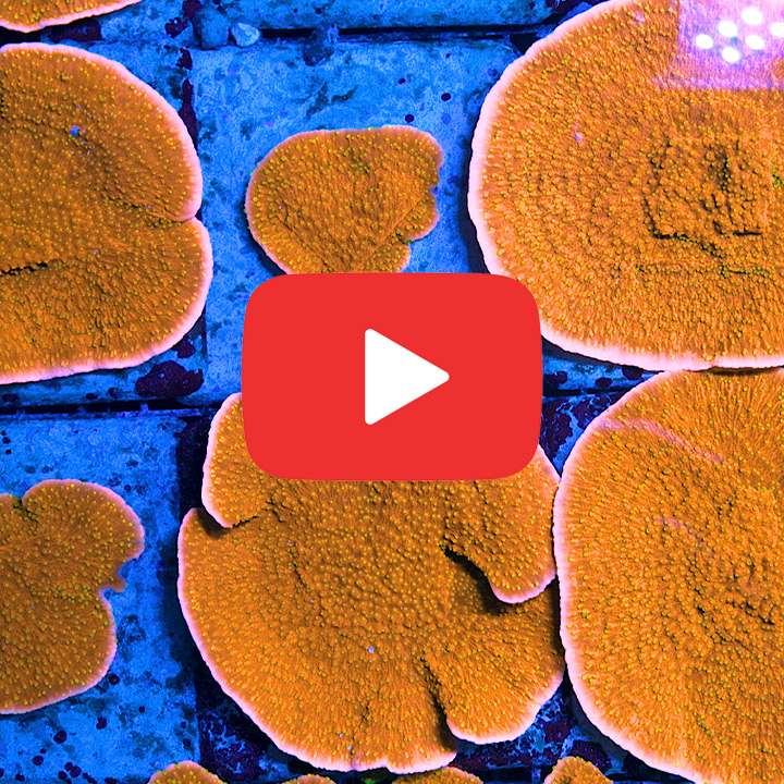 ECC Sunburst Montipora Frag