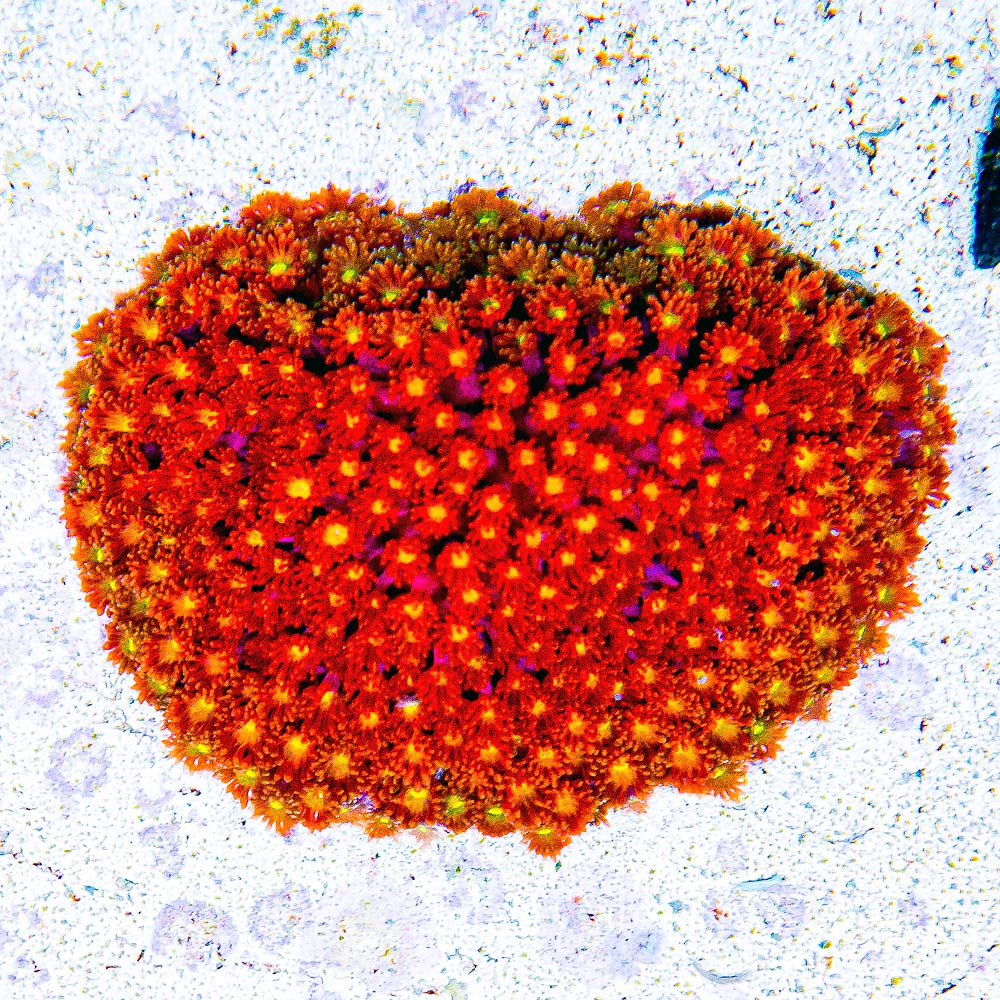 ECC Time Warp Goniopora Frag (Short Polyp)