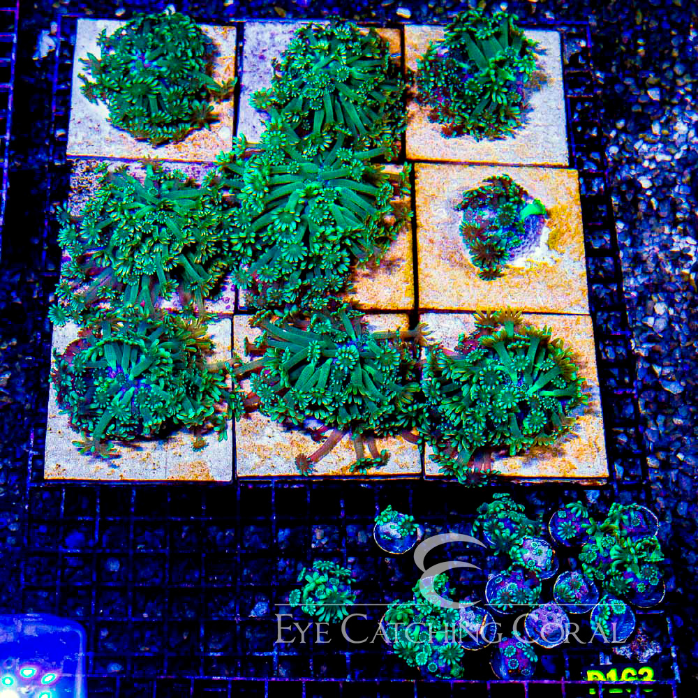 ECC Sun Kissed Alveopora Frag
