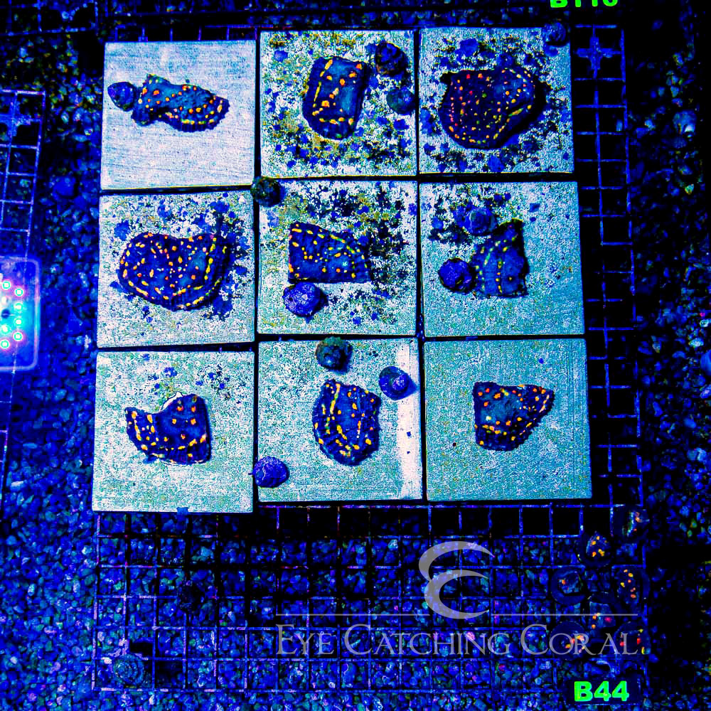 ECC Blue Crush Chalice Frag