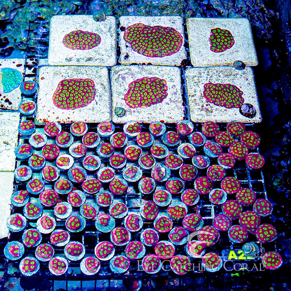 ECC Ring of Fire Favites Frag