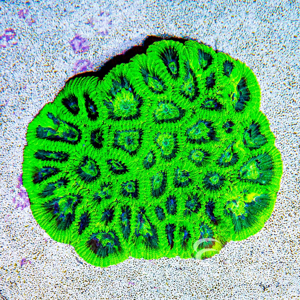 CC Green Goblin Favia Frag
