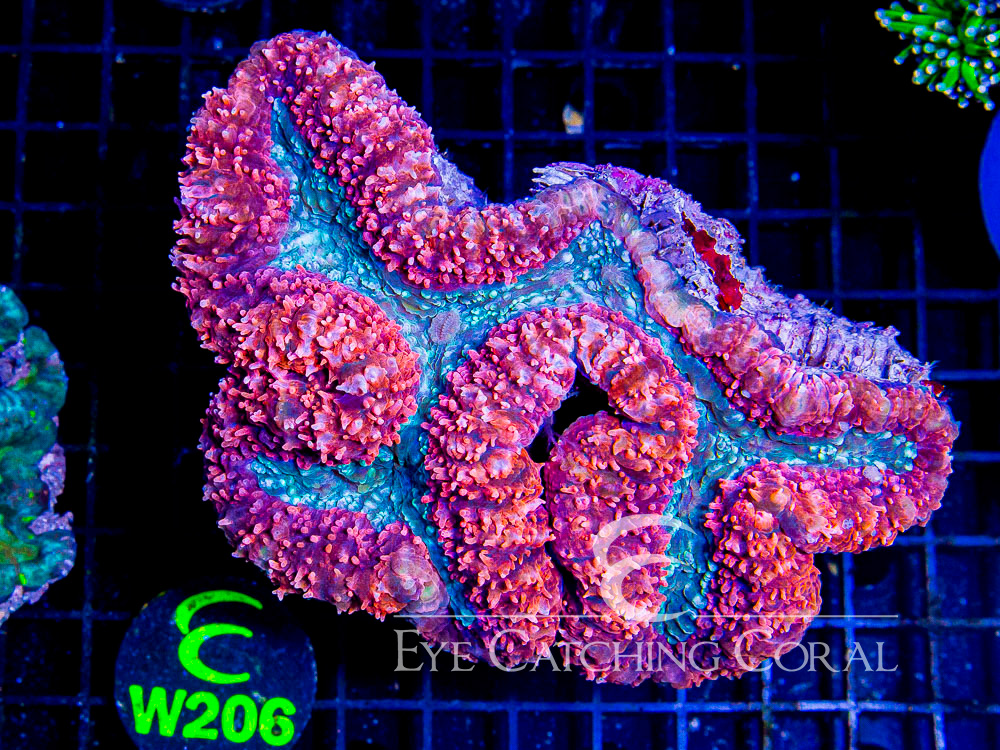 Indo Lobophyllia or Symphyllia L - Disc W206