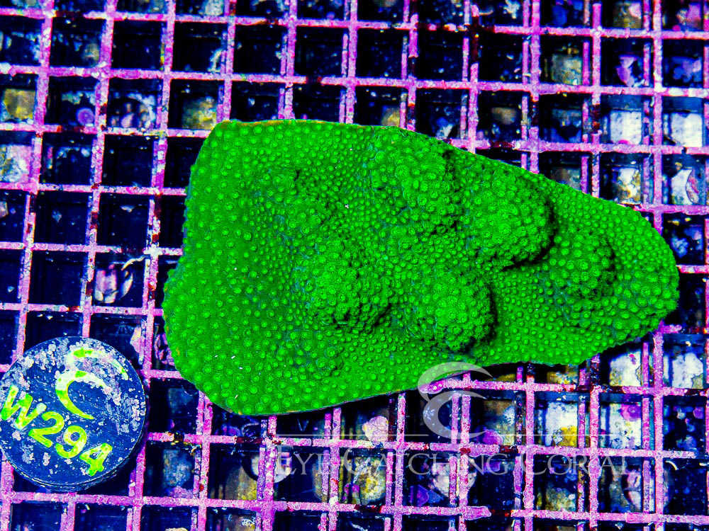 Aussie Cyphastrea L - Disc W294