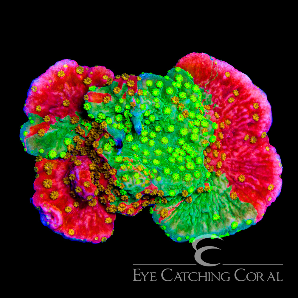 ECC Sunfire Grafted Montipora Cap Frag