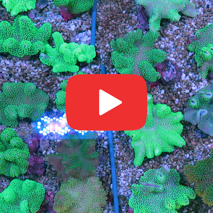 Crown Leather Green Polyp