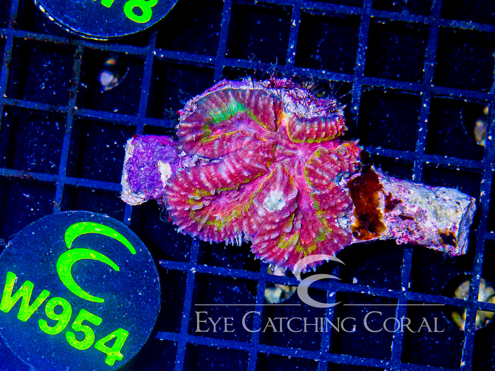Indo Lobophyllia or Symphyllia S - Disc W954