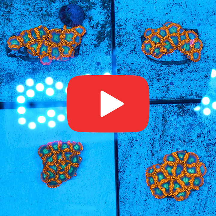 ECC Blue Flame Zoanthid Frag (Big Polyp Zoa) (2+ polyp average)