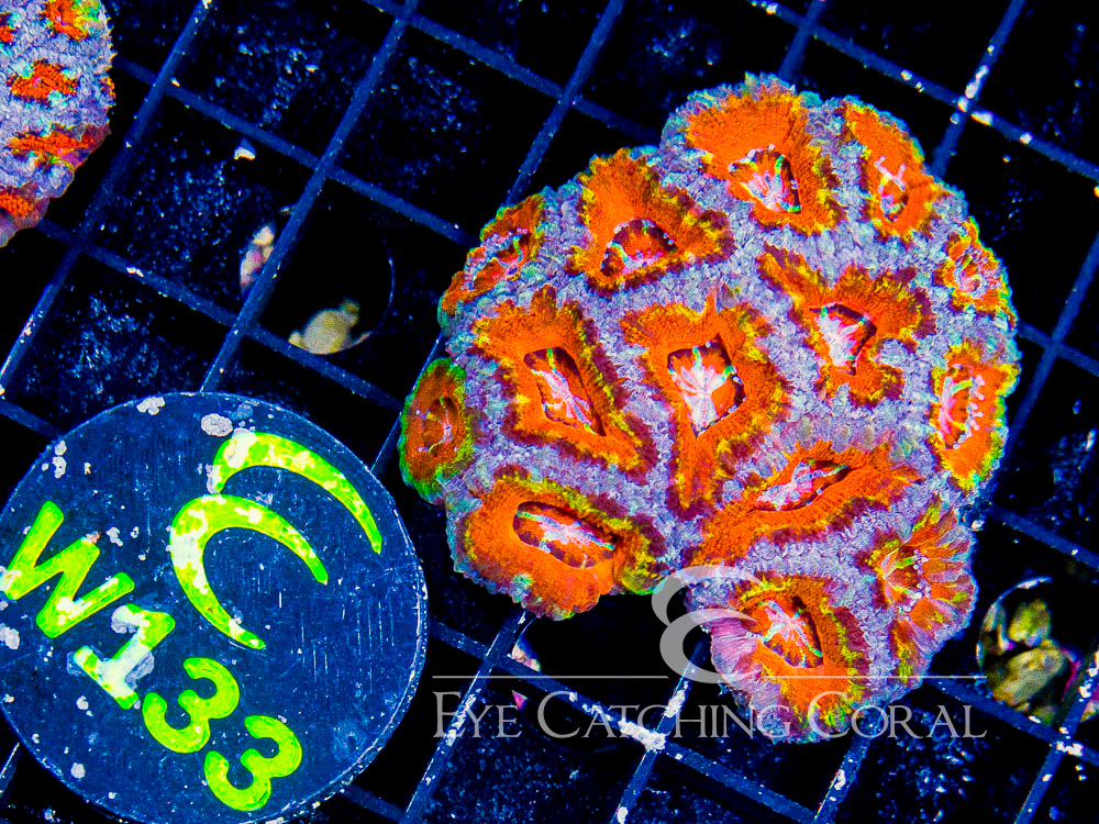 Aussie Acan Lord Rainbow or Super Ultra XS - Disc W133