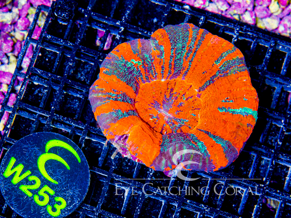 Aussie Scoly Super Ultra or Unique Jumbo - Disc W253