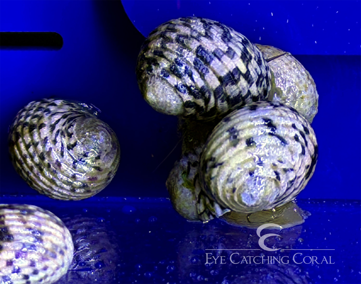 Nerite Snail - Bleeding Tooth