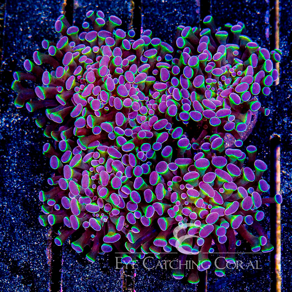 ECC Death Star Hammer Frag