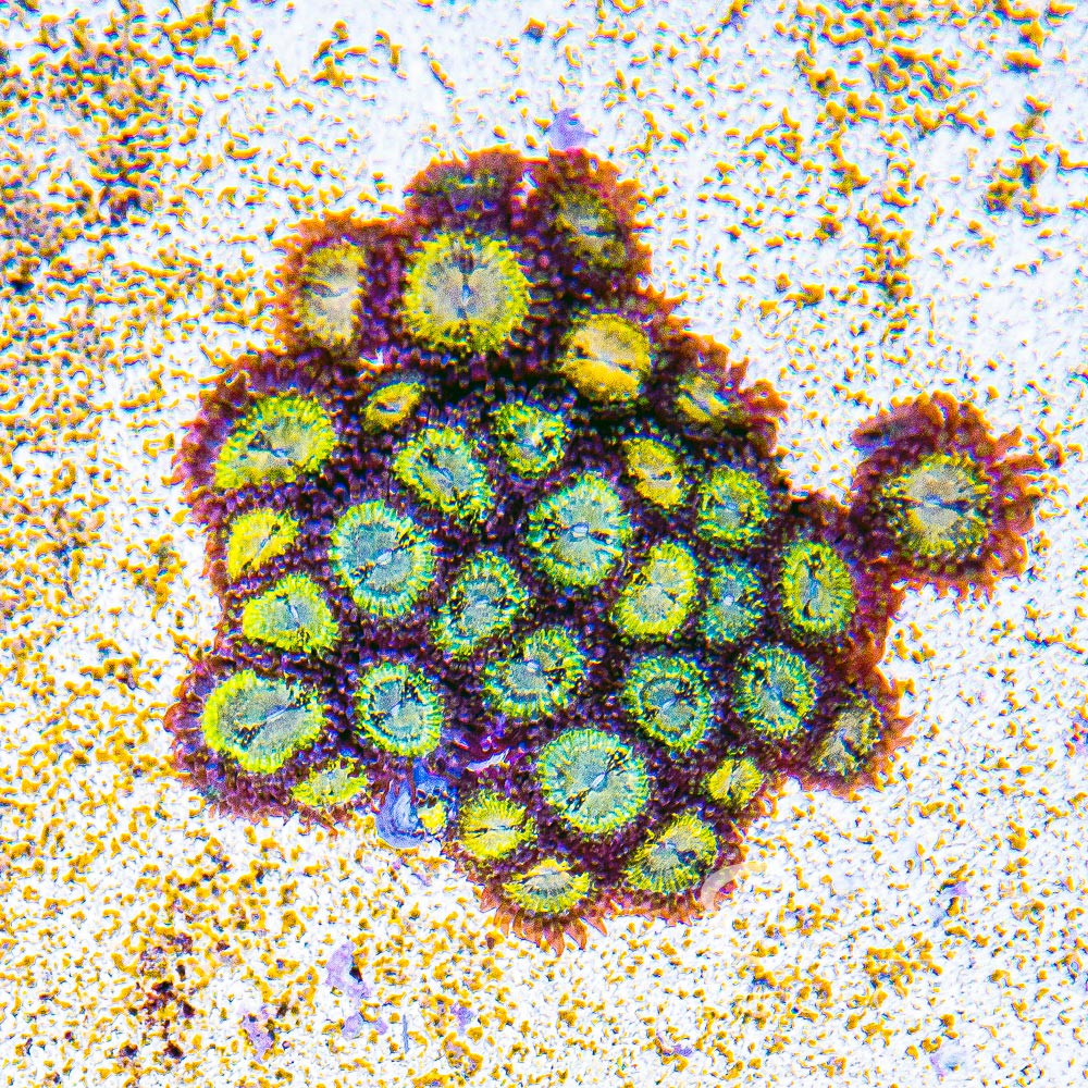 ECC Antivenom Palythoa Frag (4+ Polyp Average)