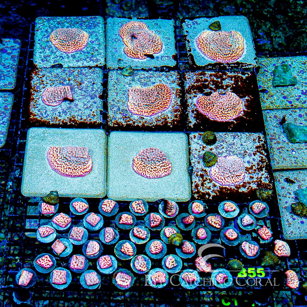 ECC Love Shack Montipora Frag