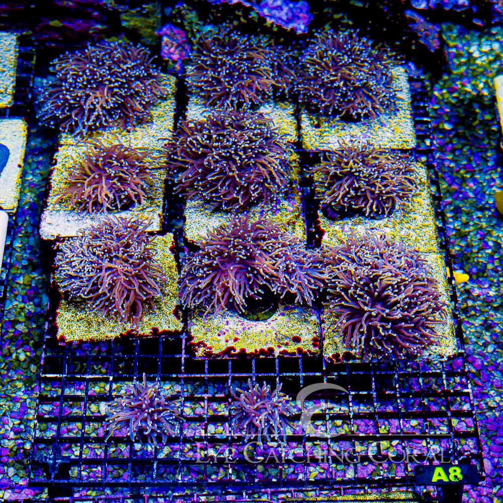 ECC Triptic Torch Frag