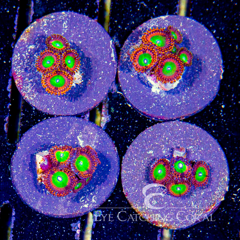 ECC Oblivion Zoanthid Frag