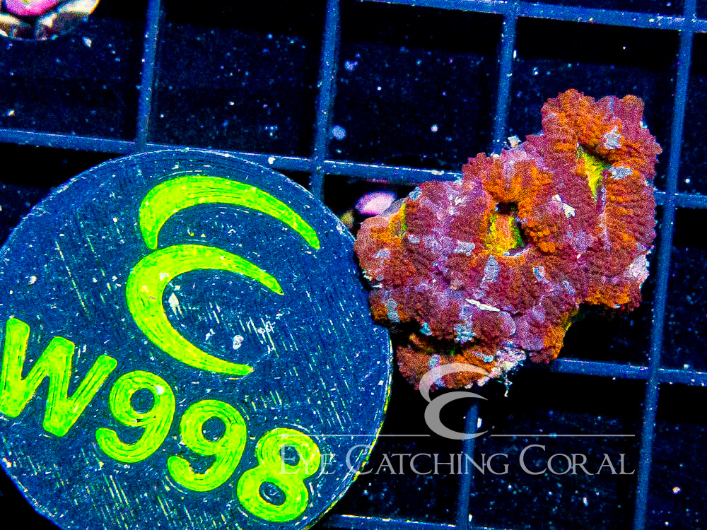 Aussie Acan Lord Rainbow or Super Ultra XXS - Disc W998