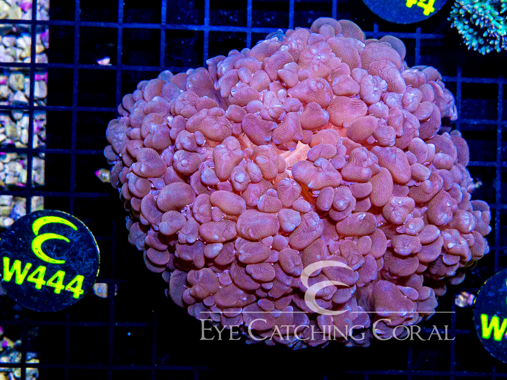 Aussie Bubble Coral Basic Pearl  XL - Disc W444