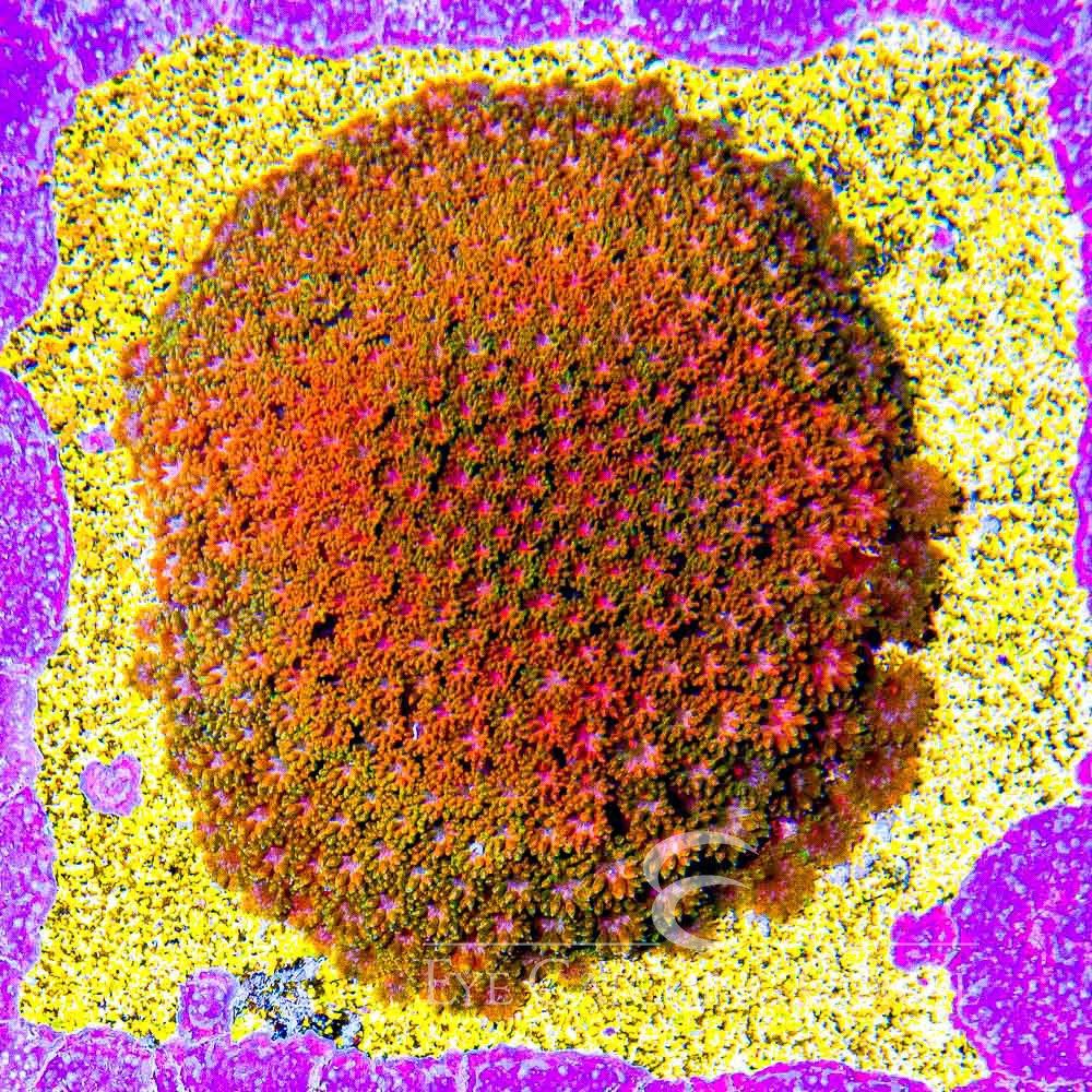 ECC Citrus Orange Short Polyp Goniopora Frag