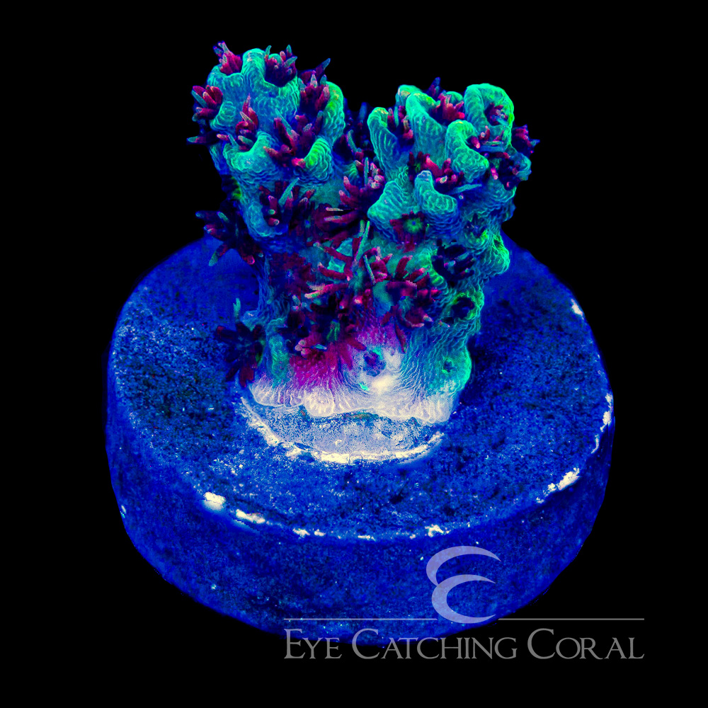 ECC Black Cherry Acropora Frag