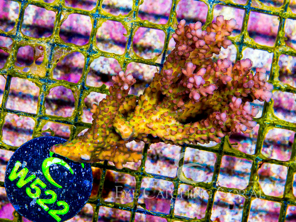 Aussie Acropora - Priced by size and color  S - Disc W522