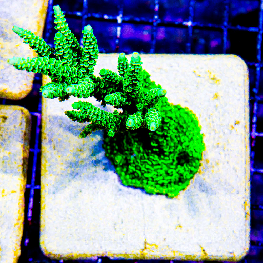 ECC Green Star Acropora Frag