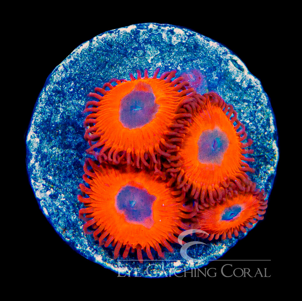 ECC Charmander Zoanthid Frag (4+ Polyp Average) | Aquacultured