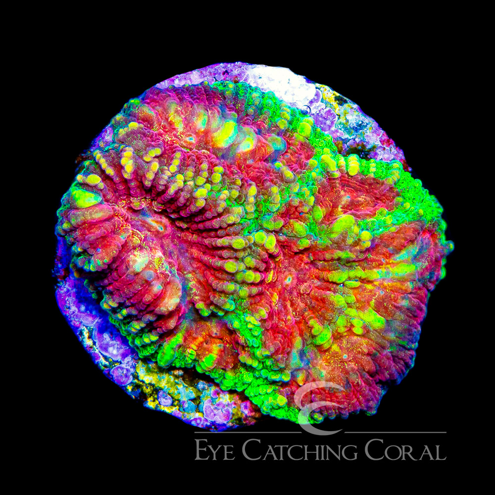 ECC Horizon Favia Frag
