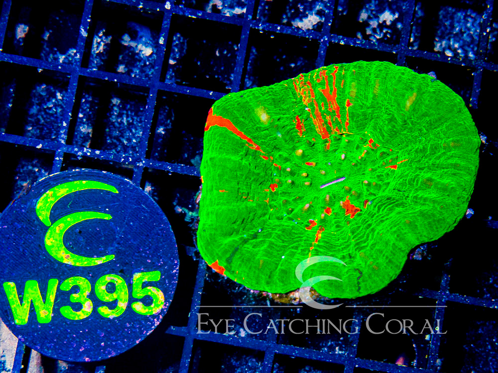 Aussie Scoly Green or Mostly Green A Grade XL - Disc W395