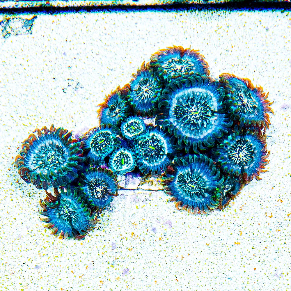 ECC Hawaiian Ding Dang Zoanthid Frag (2+ Polyp Average)