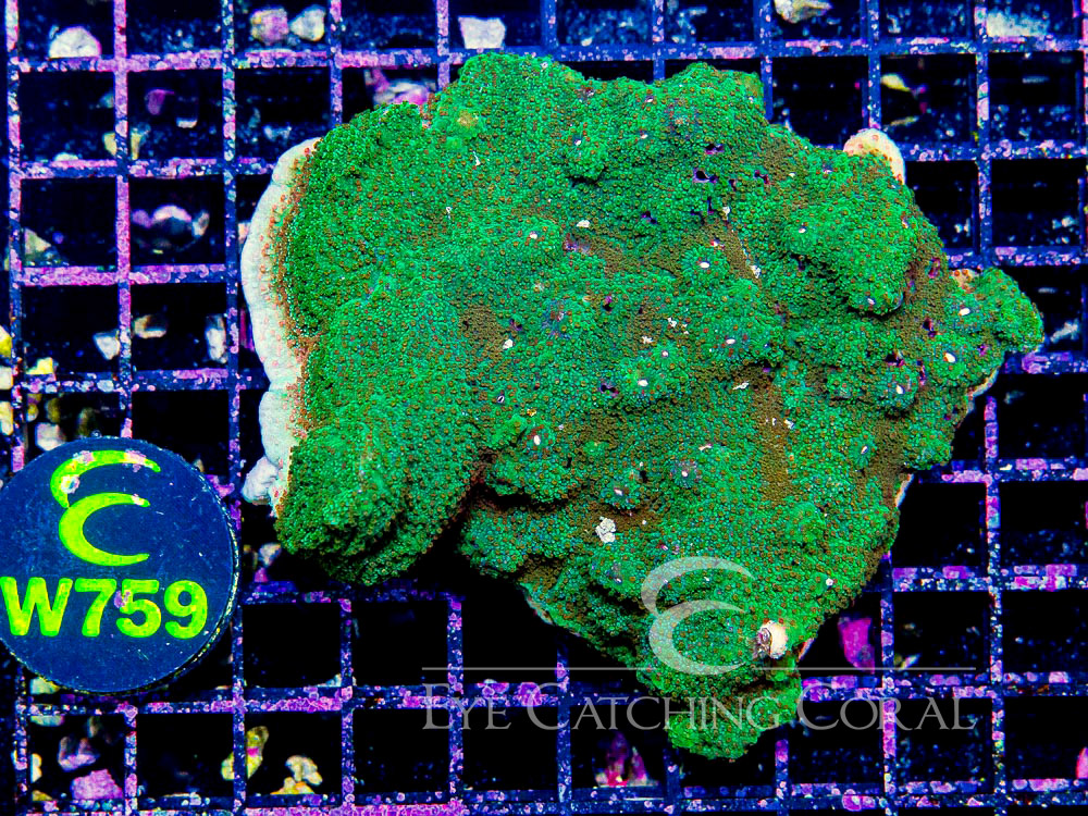 Aussie Montipora Colored - Priced by size and color XL - Disc W759