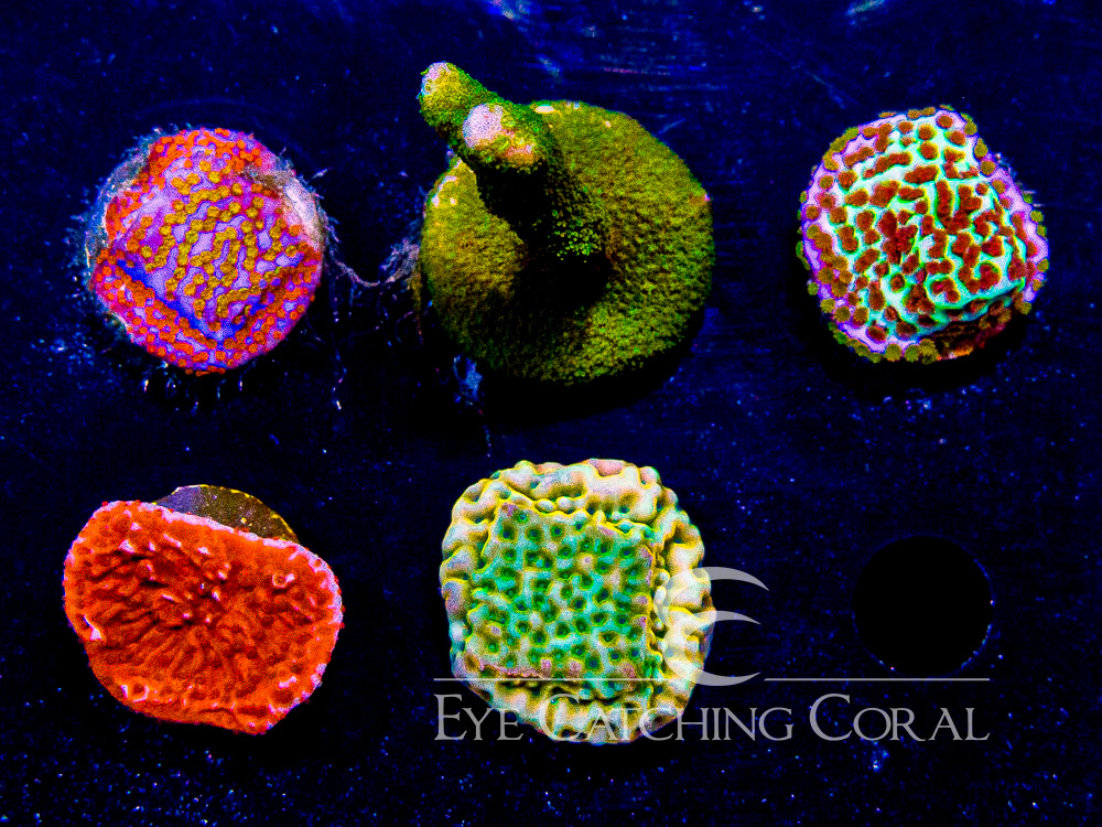 ECC Assorted Montipora Aquacultured Coral Frag Pack