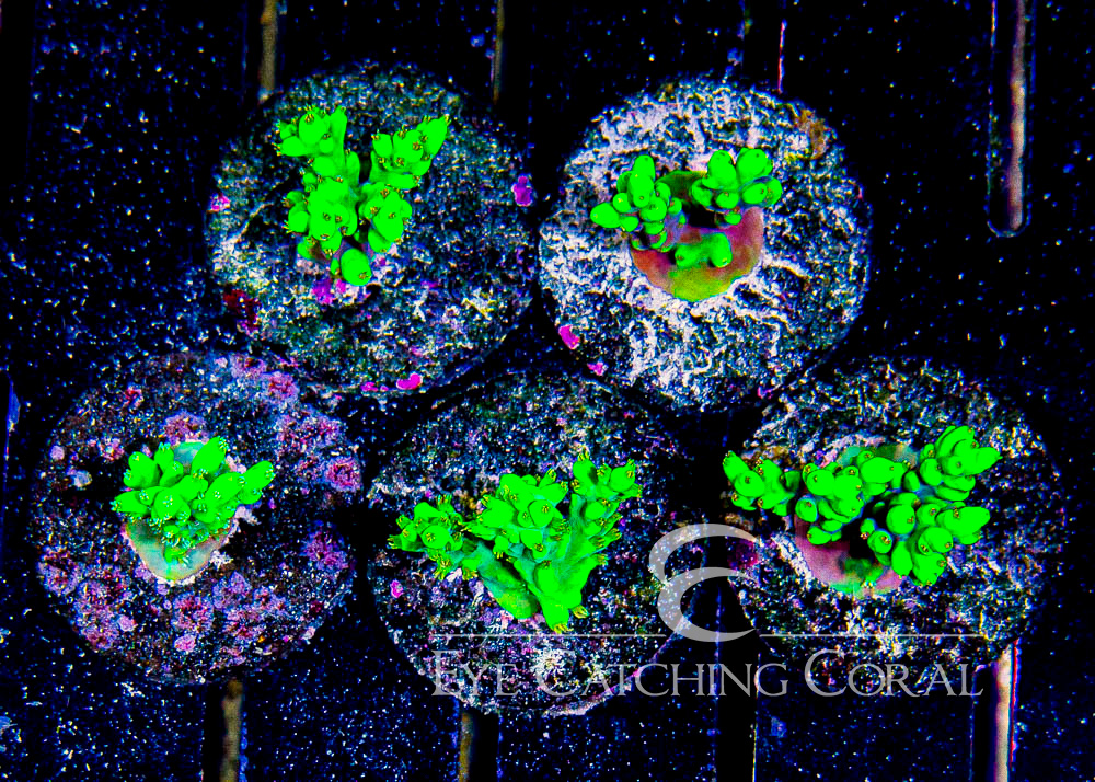 ECC Radioactive Burn Acropora Frag
