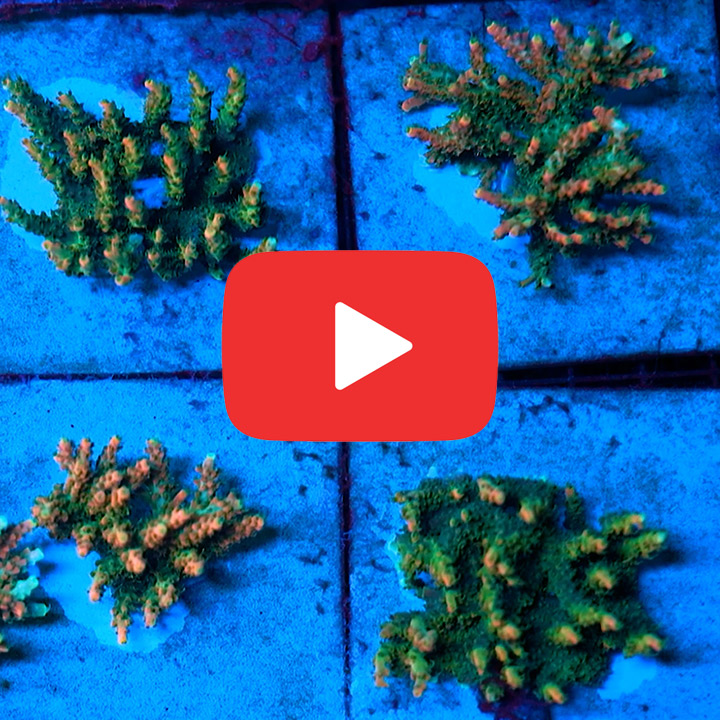 ECC Voodoo Majik Acropora Frag