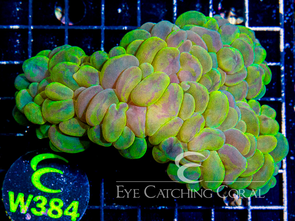 Indo Bubble Coral Splatter L - Disc W384