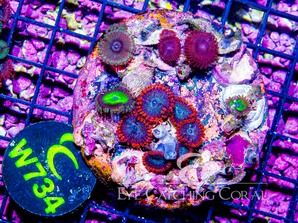 Indo Zoanthid S- Disc w734
