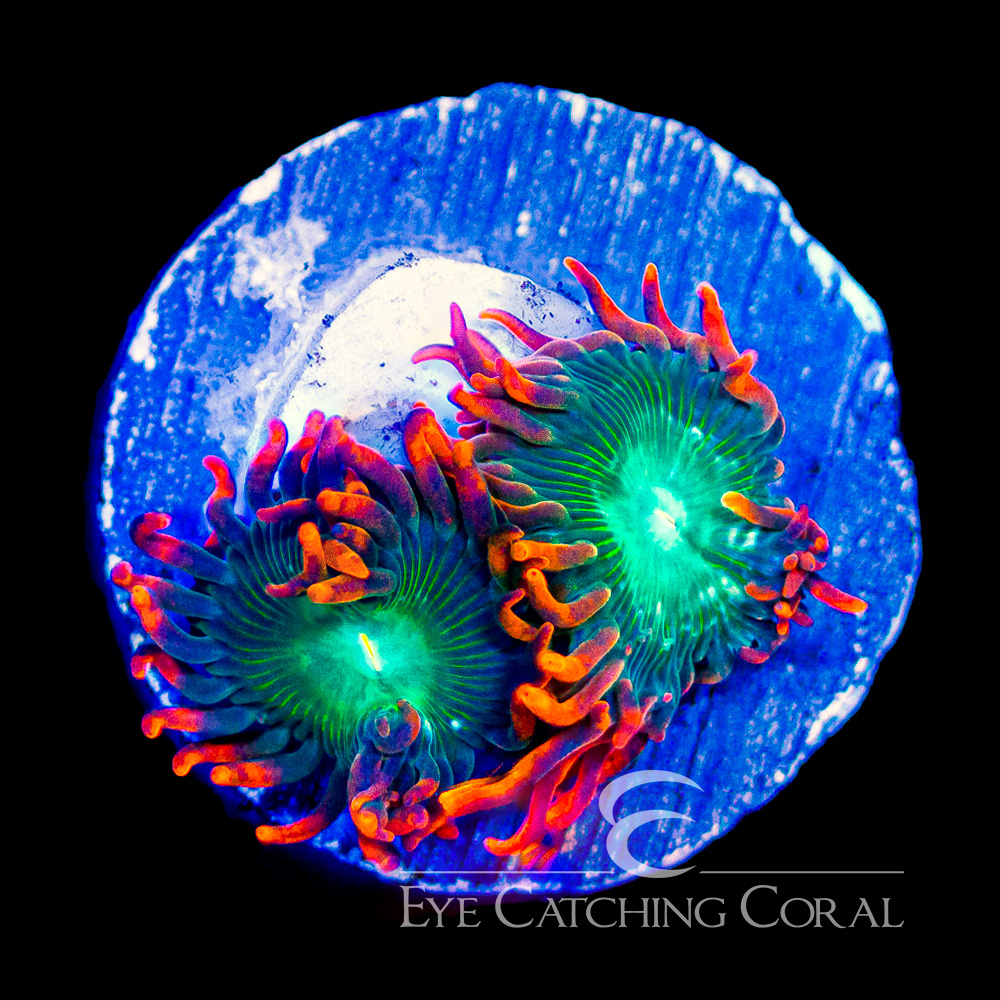 ECC Redwood Zoanthid Frag (Big Polyp Zoa) (2+Polyp Average)