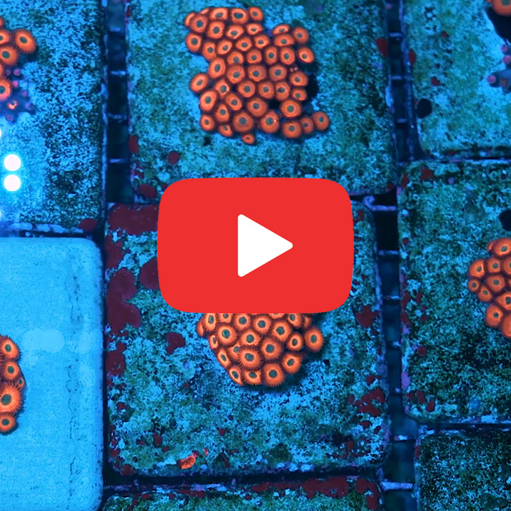 ECC Charmander Zoanthid Frag (4+ Polyp Average)
