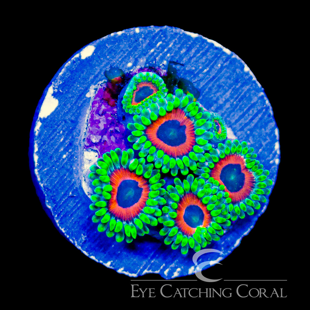 ECC Wammin Watermelon Zoanthid Frag