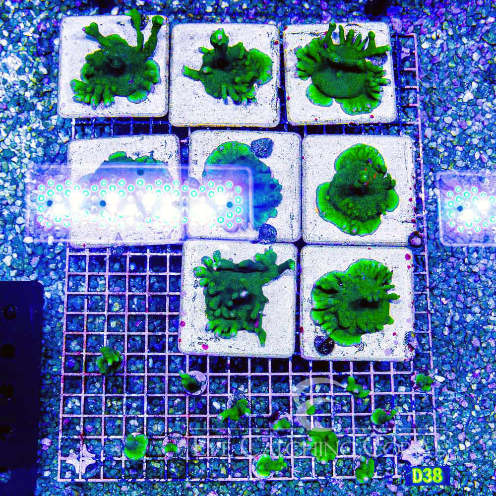 ECC Green Machine Montipora Digitata Frag