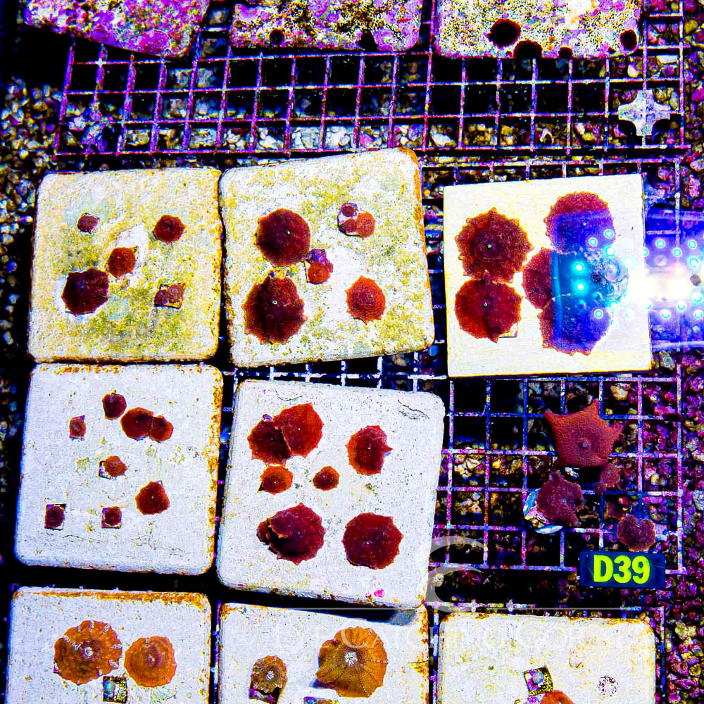 ECC Net Runner Disco Mushroom Frag
