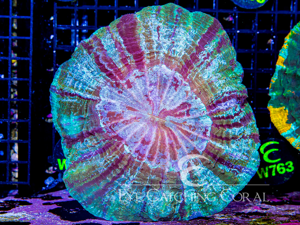 Indo Acanthophyllia XL - Disc W466