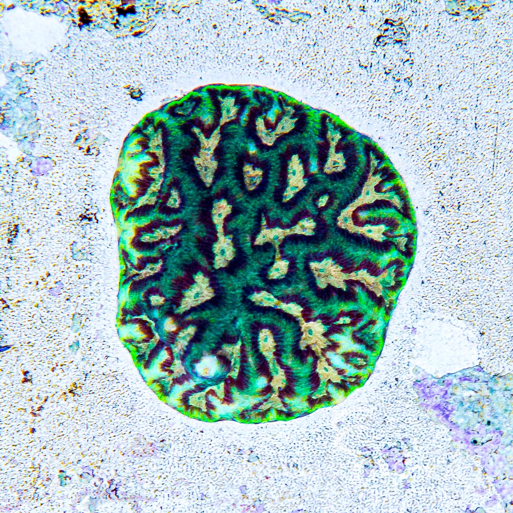 ECC Next Life Platygyra Frag 