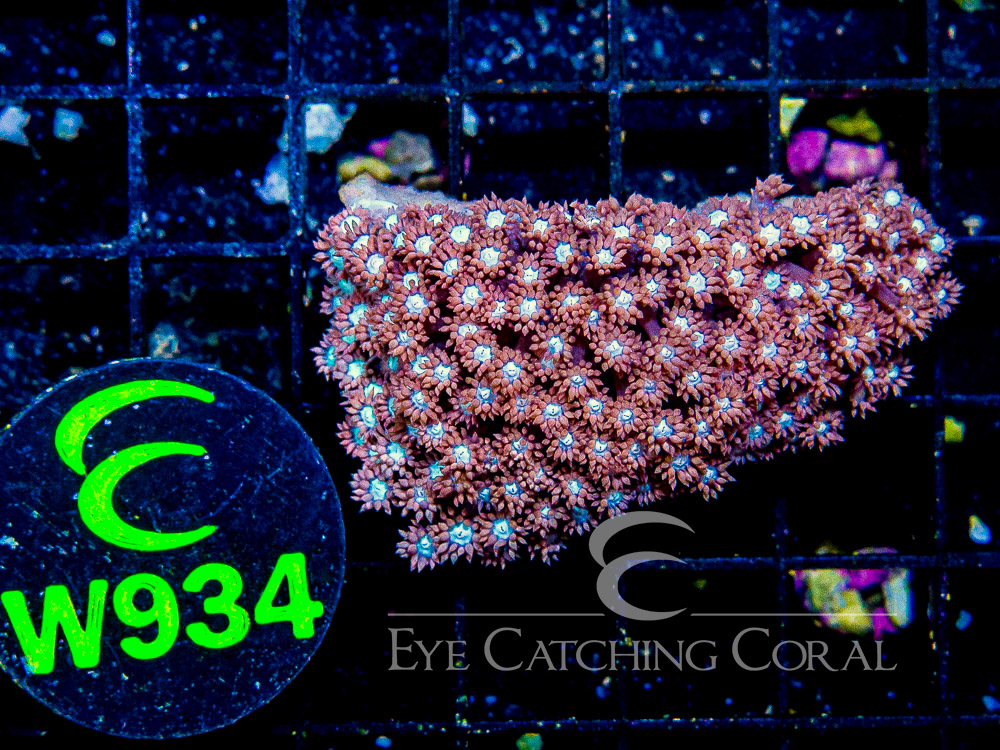 Aussie West Coast Goniopora Red or Pink S