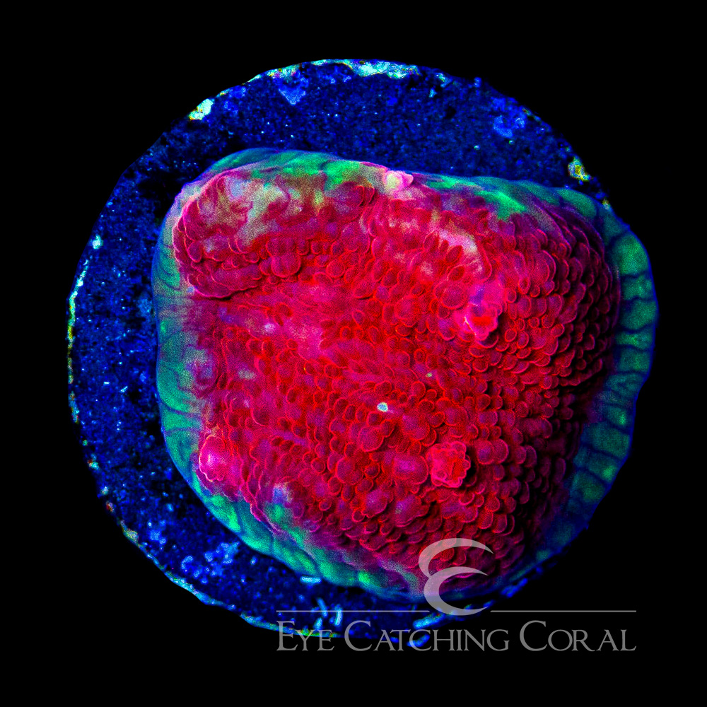ECC Firewall Chalice Frag
