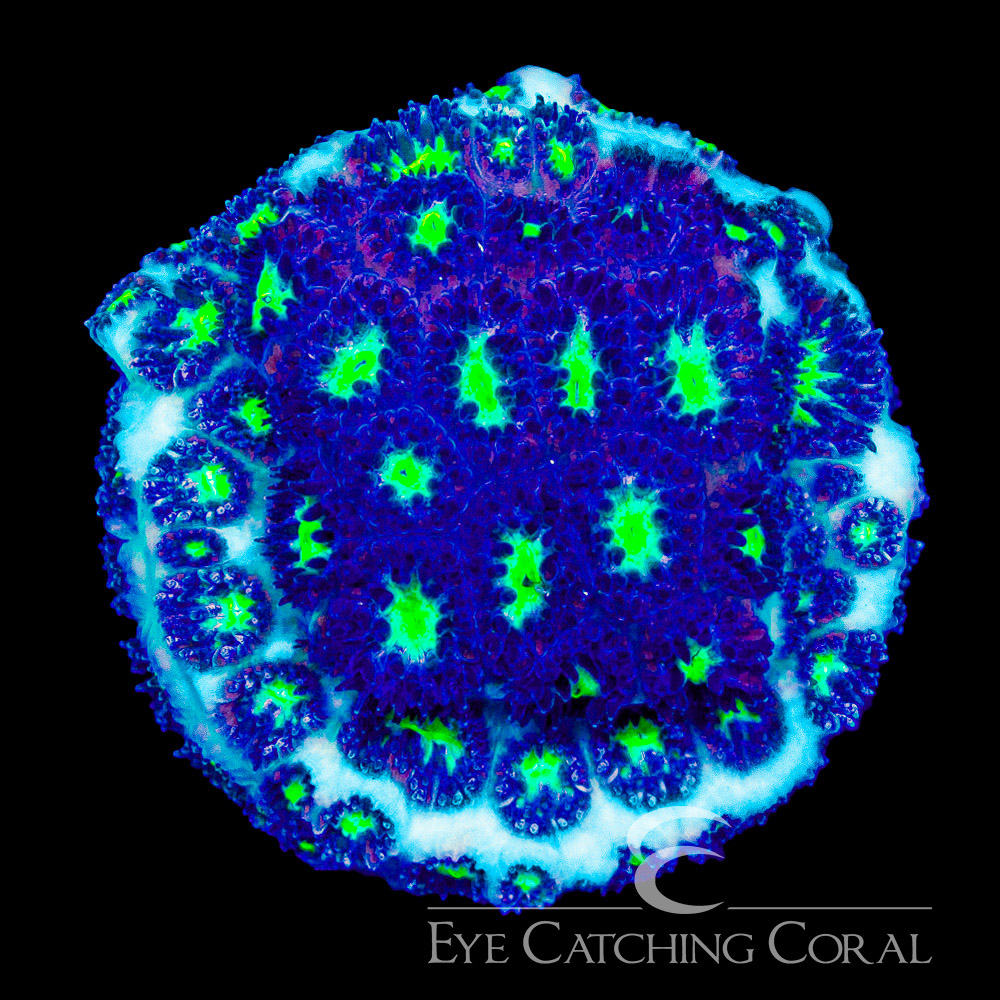 ECC Colossus Leptastrea Frag