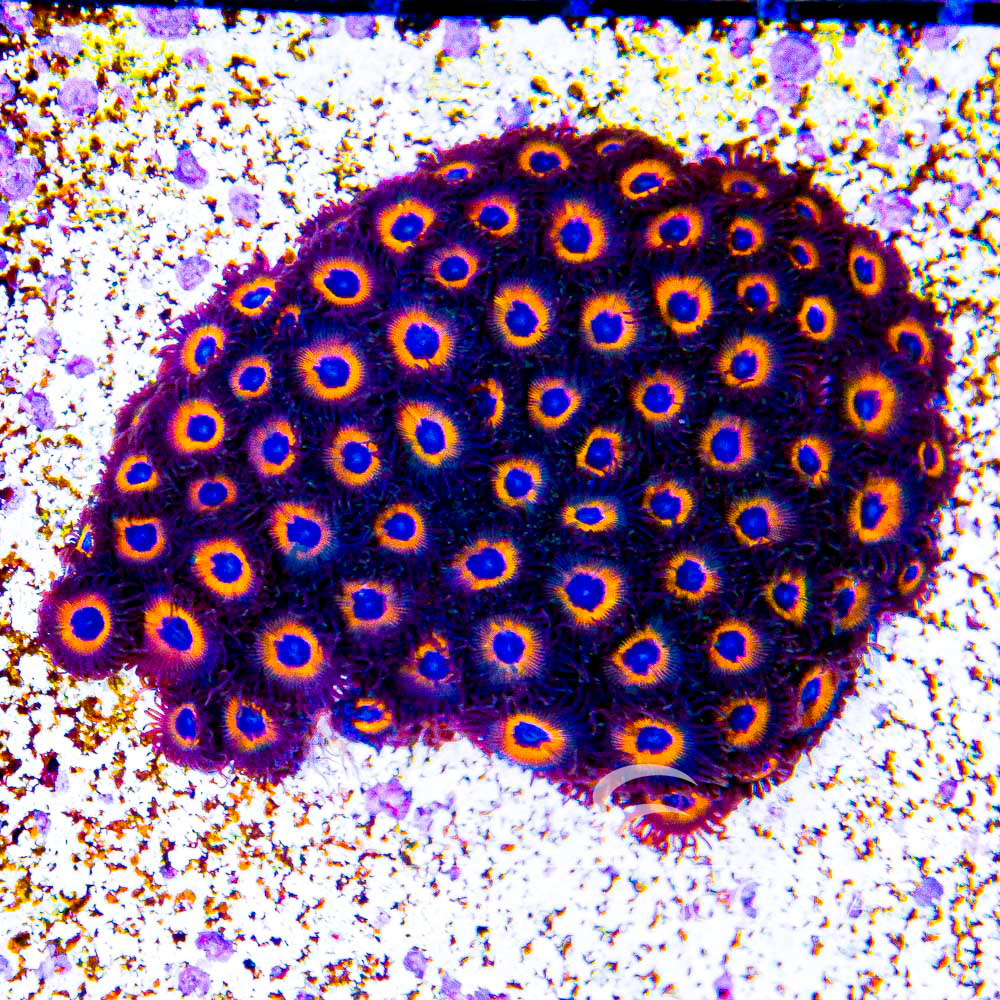ECC Firestorm Zoanthid Frag (4+Polyp Average)
